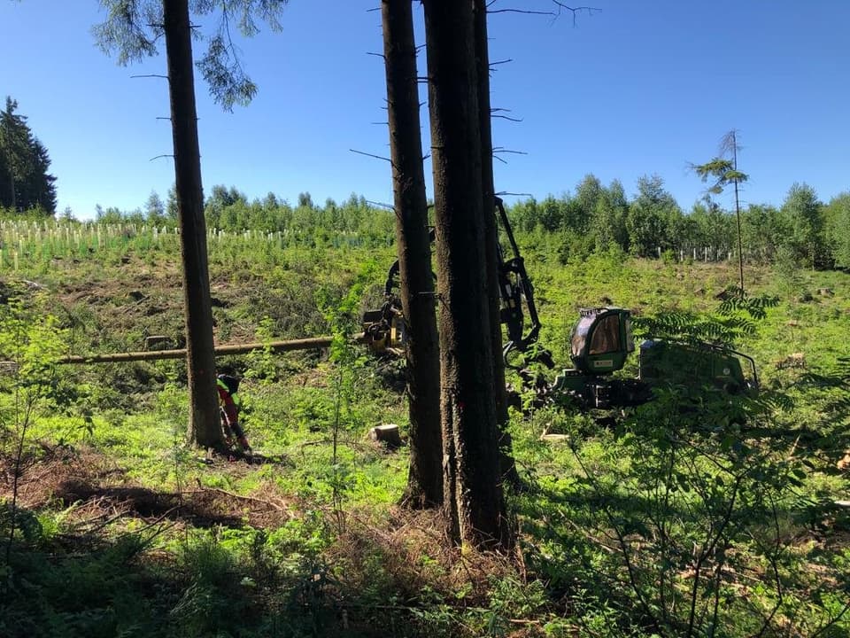 Harvester bei der Holzernte zwischen Nadelbäumen – Thomas Zinkl Forstbetrieb und Baumpflege
