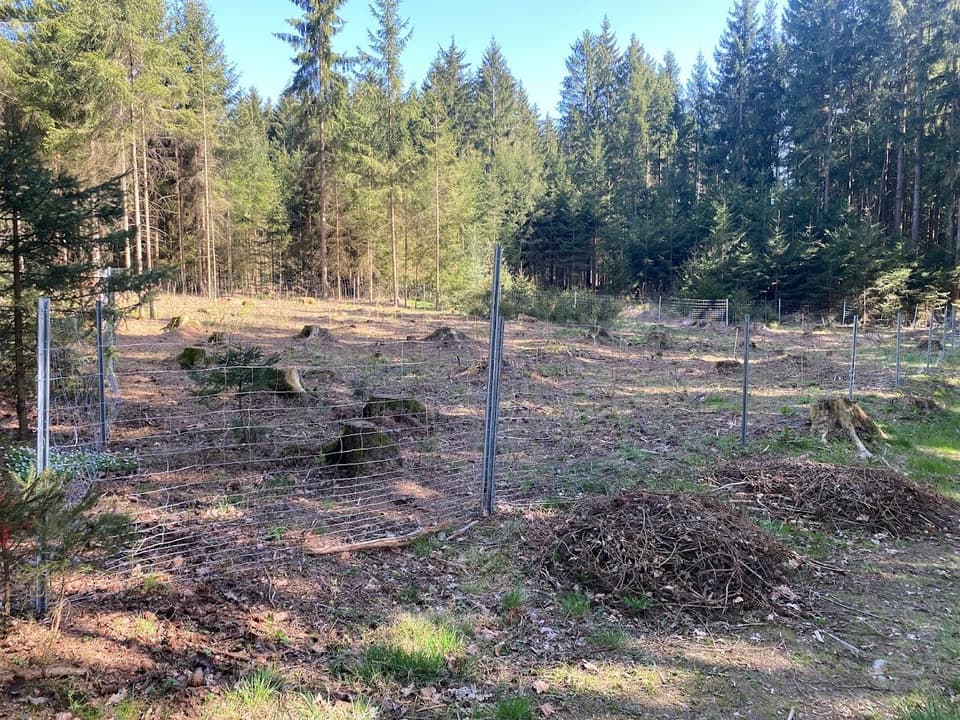 Eingezäunte Waldverjüngungsfläche mit jungen Bäumen – Thomas Zinkl Forstbetrieb und Baumpflege