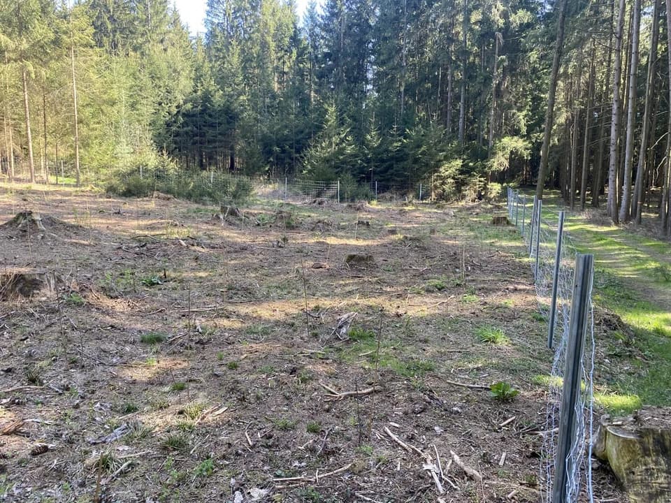 Frisch bepflanzte Waldfläche mit Wildschutzzaun – Thomas Zinkl Forstbetrieb und Baumpflege