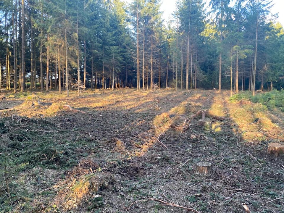 Thomas Zinkl Forstbetrieb und Baumpflege