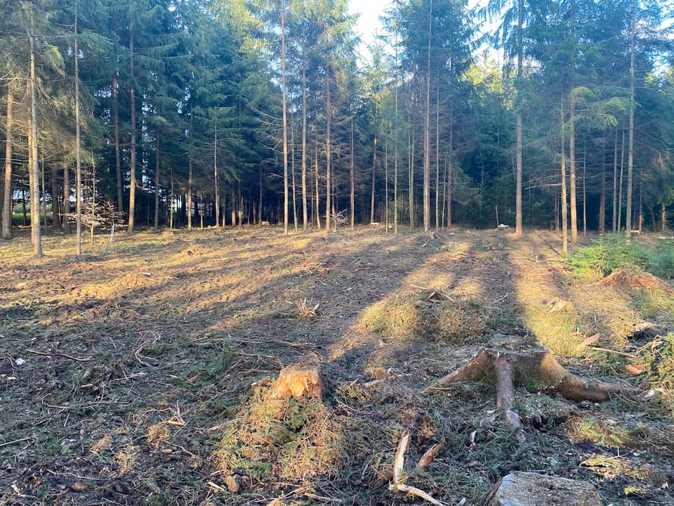 Thomas Zinkl Forstbetrieb und Baumpflege