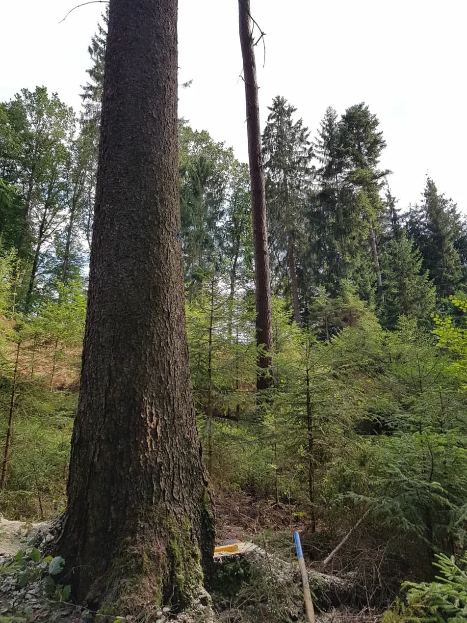 Thomas Zinkl Forstbetrieb und Baumpflege