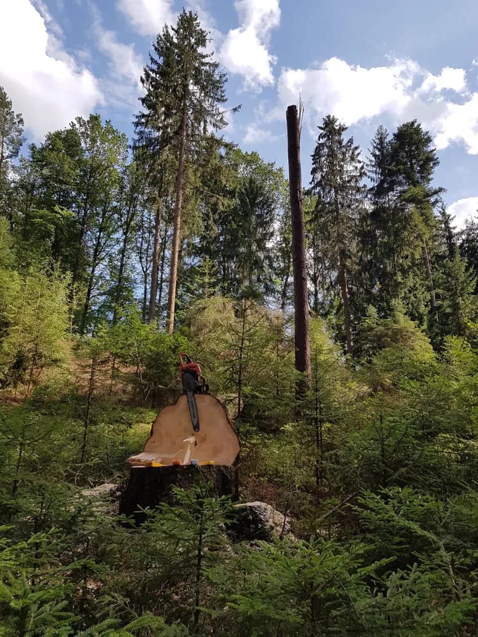 Thomas Zinkl Forstbetrieb und Baumpflege