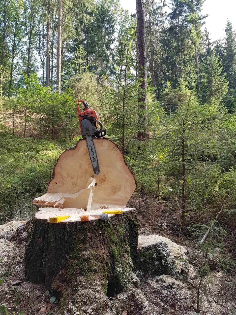 Thomas Zinkl Forstbetrieb und Baumpflege
