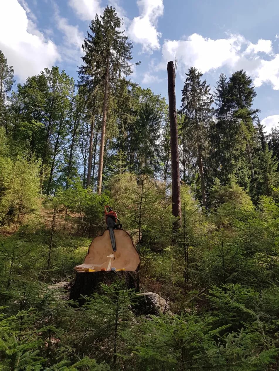 Thomas Zinkl Forstbetrieb und Baumpflege